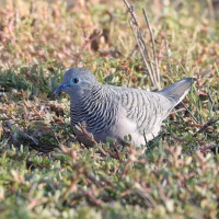 Peaceful Dove